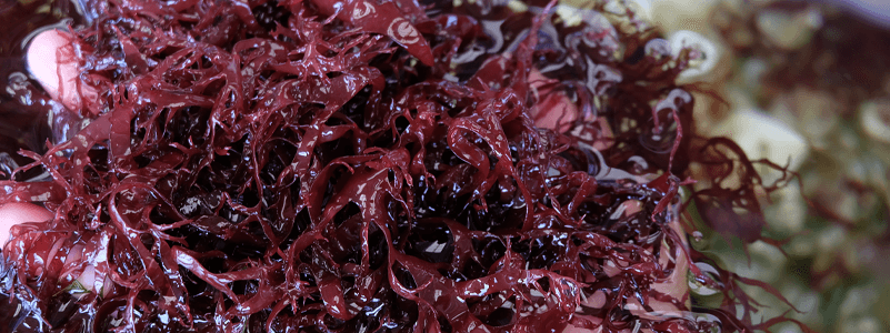 Astaxanthin