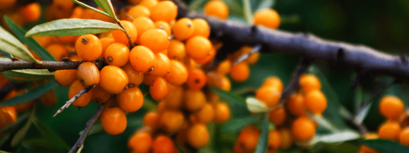 CardiOmegia™ Sea Buckthorn Fruit Extract