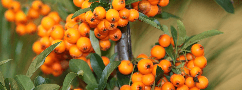 CyanthOx Organic Sea Buckthorn Proanthocyanidin Extract