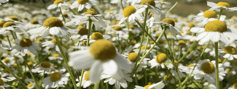 Feverfew