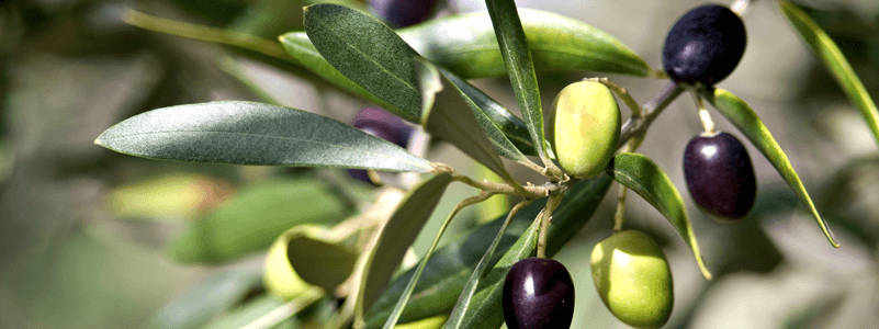 Olive Leaf