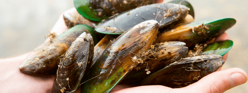 Green Lipped Mussel Powder